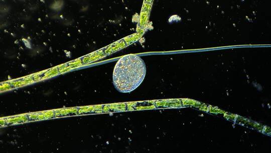 微生物原生生物光学显微镜实拍3
