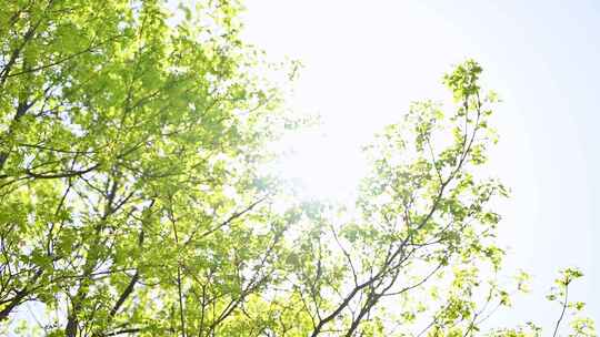 春天阳光下绿色发芽的五角枫树枝叶花苞特写