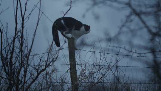 猫，猫，毛皮，探索