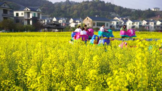 油菜花 春游踏青 游玩公园