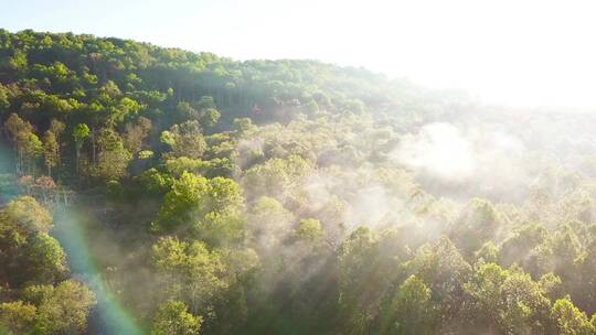 清晨雾气树林美景