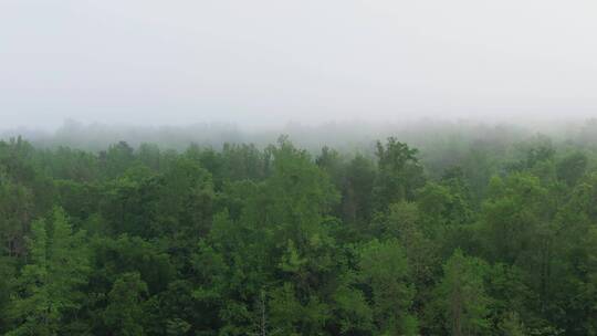 无人机拍摄的清晨森林