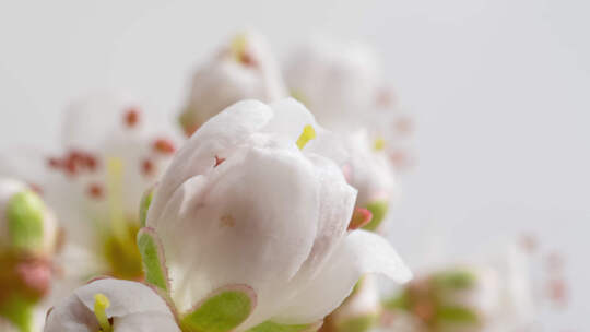 白色苹果树开花宏延时摄影