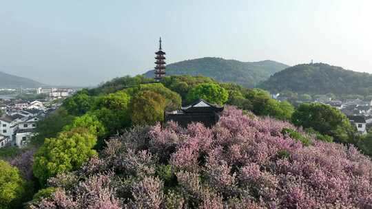 太湖东岸光福塔下春色美（航拍运镜）