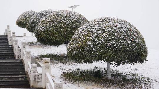 4K北方冬天雪中蘑菇状冬青树实拍视频