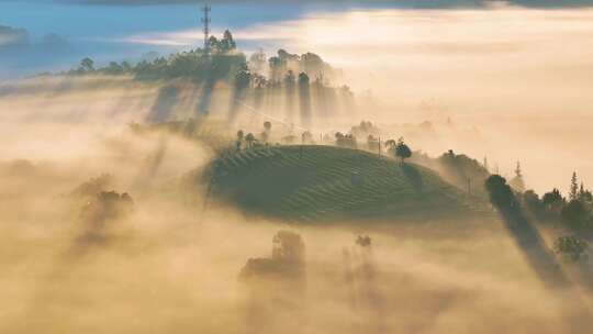 唯美茶山