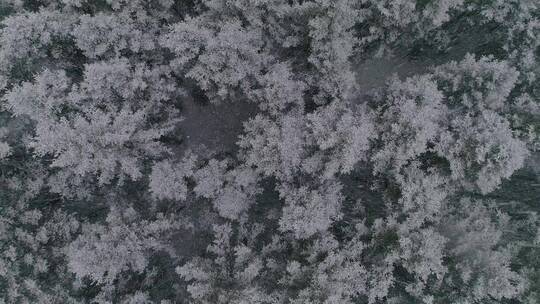 祁连山国家公园雪景 原始森林