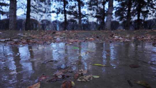 雨中落叶飘零的公园地面景象