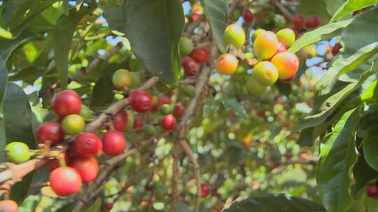 种植园内咖啡豆的特写镜头视频素材模板下载