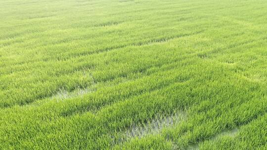 大片的绿色水稻田