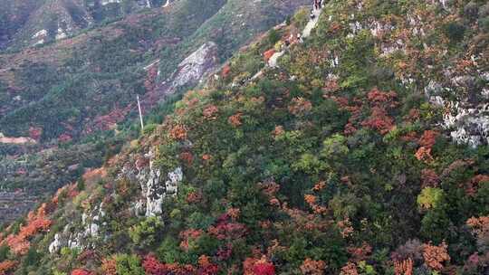 秋日红叶森林航拍满山红叶