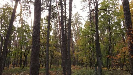 秋天森林里的树木