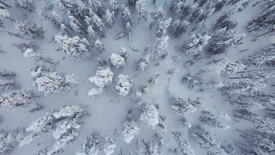 无人机飞出芬兰北极圈拉普兰白雪覆盖的森林