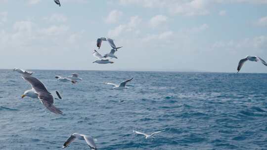 海鸥在海面飞翔升格