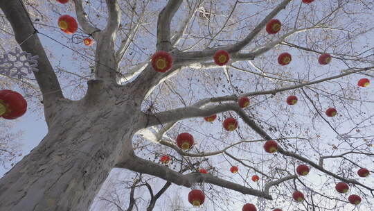 红灯笼 春节 新年 空镜 树上的红灯笼视频素材模板下载