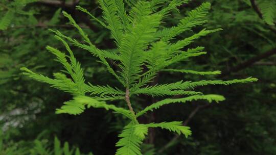 上海植物园品质绿色植被人流实拍