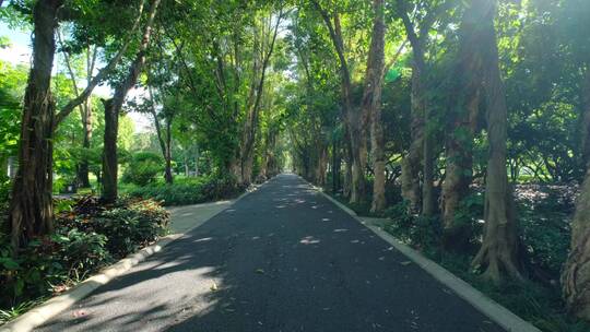 植物园公园树荫林荫大道林间小路观光步道