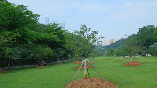 樱花树 草地 草坪 植树 种树 种植