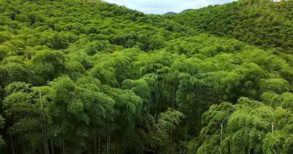 江南竹林竹海竹山竹叶