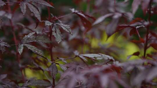 秋天枫叶在雨中轻轻摇动