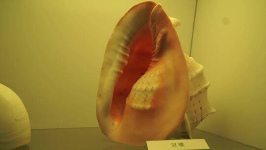 深海贝壳珍珠贝甲壳生物标本海螺视频素材模板下载
