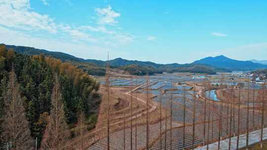 南平 光泽乡村道路回家的路 乡村路旁白桦树