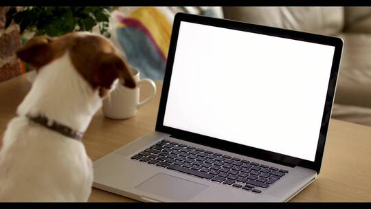 狗看着笔记本电脑屏幕