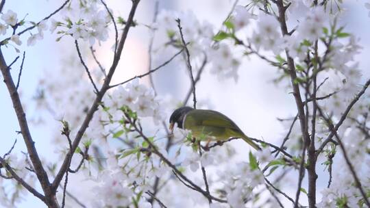 樱花树上的小鸟2