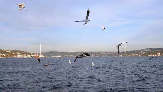 海边飞翔的海鸥视频素材模板下载