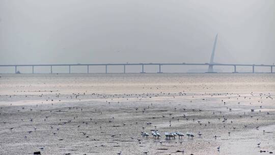 深圳湾鸟类栖息地自然风光视频