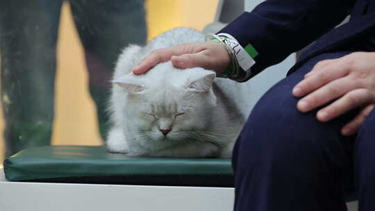 猫咪 萌宠 宠物猫 可爱 猫视频