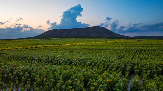 火山狼窝山向日葵