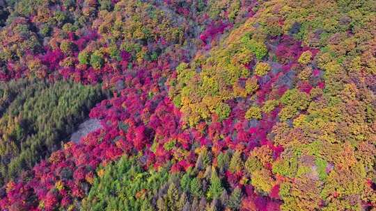 辽宁本溪秋天枫叶本桓公路