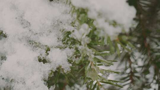 冰冻，雪，冰，树叶