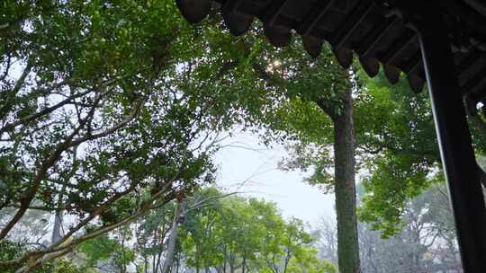 亭中望绿树繁茂景象