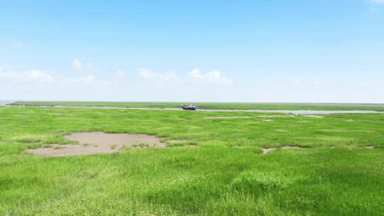 4K航拍盐城野鹿荡绿色滩涂草地