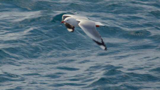 海鸥在海面飞翔升格
