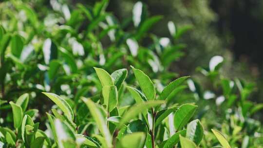 茶山茶园红茶绿茶茶叶种植