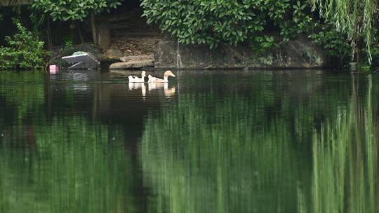 半山国家森林公园湖面小桥阁楼鸭子水面嬉戏视频素材模板下载