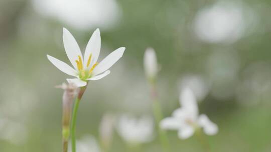 小花特写视频素材模板下载