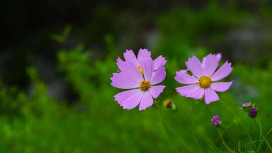 粉红色的花朵和花蕾