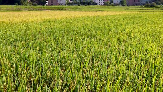 秋天成熟的水稻稻穗特写视频素材模板下载