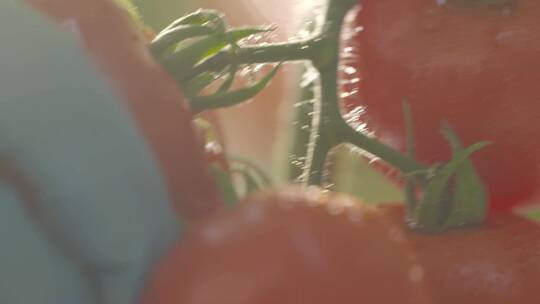 唯美蕃茄采摘农业水果大丰收温室大棚种植