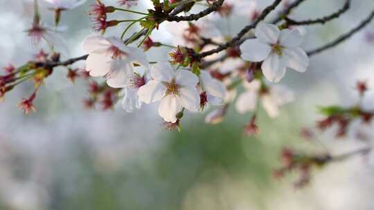 春天公园里樱花盛开