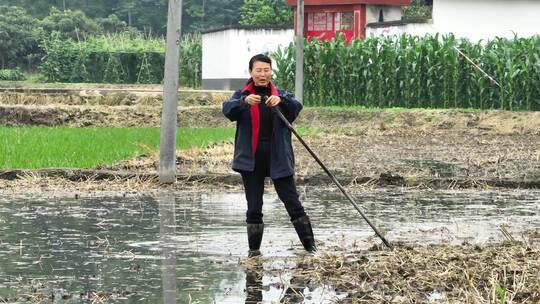 水稻插秧【10组升格】