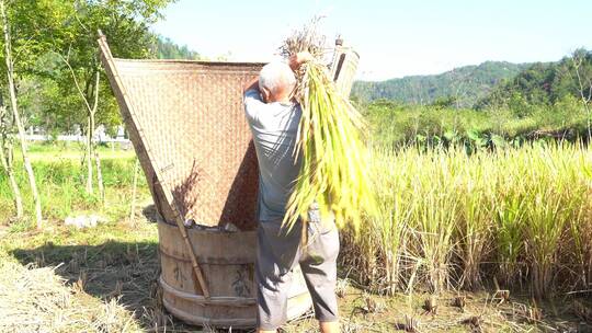 老农在田里人工把稻谷打下来