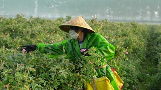 玫瑰花田 玫瑰 采摘