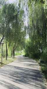 夏日宁静的森林步道柳树公园清晨林荫大道