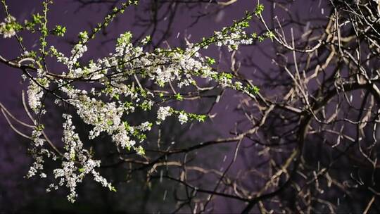 初春的雪和盛开的花朵