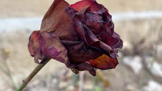 冬天枯萎的月季花花朵特写视频素材模板下载